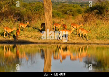 Der Tarangire National Park ist ein ausgezeichnetes Spiel anzeigen Ziel in Tansania. Impala Reflexionen Stockfoto