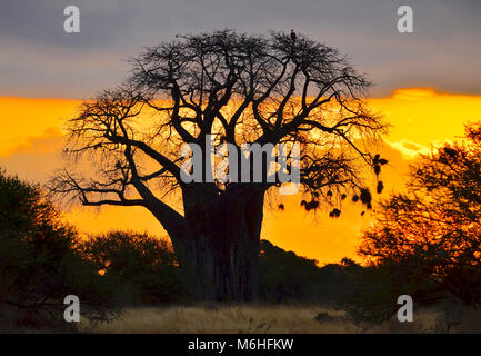 Der Tarangire National Park ist ein ausgezeichnetes Spiel anzeigen Ziel in Tansania. Baobab Baum bei Sonnenaufgang. Stockfoto