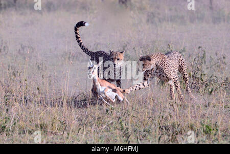 Serengeti Nationalpark in Tansania, ist einer der spektakulärsten Tierwelt Reiseziele der Erde. Jagd sequnce cheetah Brüder töten Gazelle Stockfoto