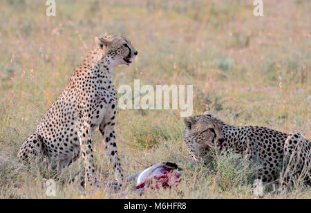 Serengeti Nationalpark in Tansania, ist einer der spektakulärsten Tierwelt Reiseziele der Erde. Jagd sequnce cheetah Brüder töten Gazelle Stockfoto