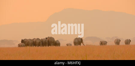 Serengeti Nationalpark in Tansania, ist einer der spektakulärsten Tierwelt Reiseziele der Erde. Elefantenherde auf smoky Ebenen in der Abenddämmerung. Stockfoto