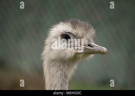 Größere Rhea Stockfoto