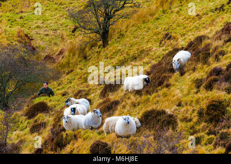 Ein Hirte und seine Schafe in den Hügeln auf der Insel Skye. Stockfoto