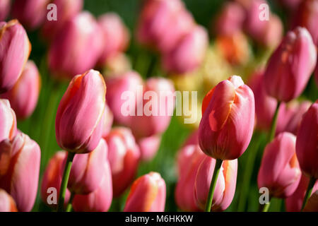 Blühende Tulpen Blumenbeet im Keukenhof flower garden, Niederlande Stockfoto