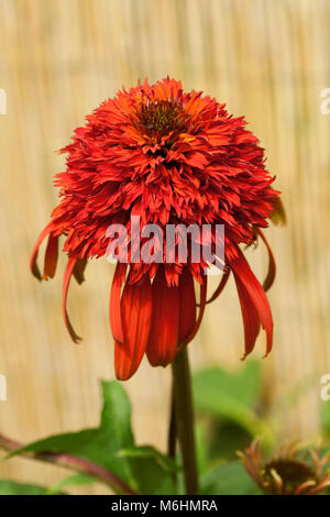 Eine einzelne Echinacea 'Hot Papaya' Stockfoto