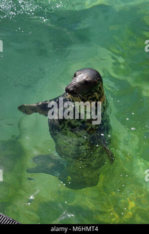 Sea Lions im Gweek Seal Sanctuary, Cornwall, Großbritannien Stockfoto