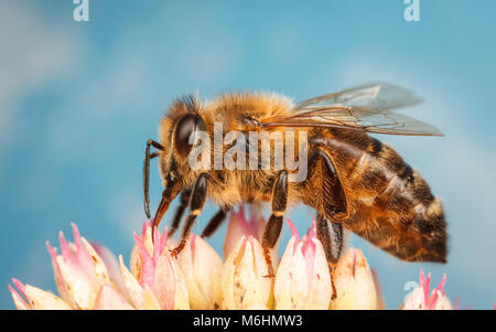 Westliche Honigbiene, Nahaufnahme Makro Fotografie Stockfoto