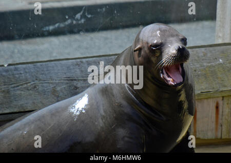 Sea Lion im Gweek Seal Sanctuary, Cornwall, Großbritannien Stockfoto