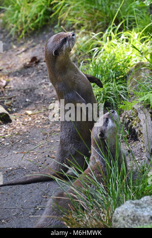 Zwei europäische Otter genießen die Fütterungszeit im Gweek Seal Sanctuary Cornwall, Großbritannien Stockfoto