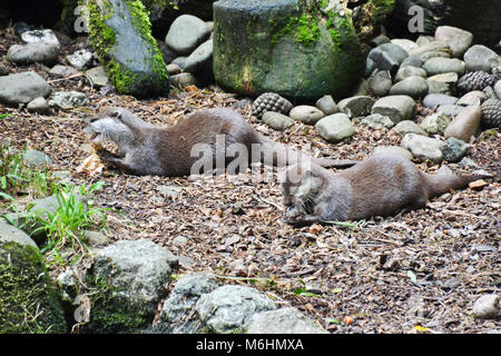 Europäische Otter zur Fütterungszeit, Gweek Seal Sanctuary Cornwall, Großbritannien Stockfoto