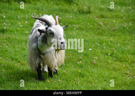 Zwergziege mit Hörnern im Gweek Seal Sanctuary Cornwall, Großbritannien Stockfoto