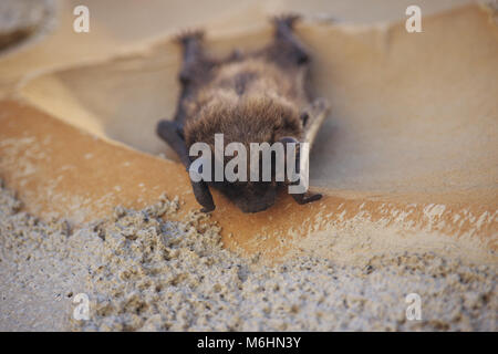 Chiroptera schläft auf Wand Stockfoto