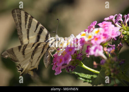 Podalirio Iphiclides Art auf Lantana Stockfoto