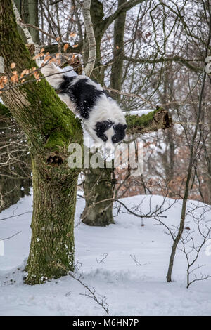 Labrador und Border Collie im Schnee spielen Stockfoto