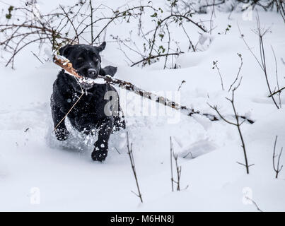Labrador und Border Collie im Schnee spielen Stockfoto