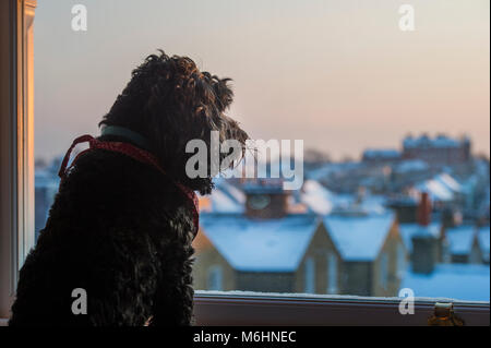 Ein Hund schaut aus dem Fenster auf den Schnee London abgedeckt Stockfoto