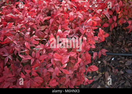 Nandina domestica Stockfoto
