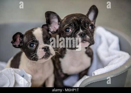 Französische Bulldogge Welpen gerettet Stockfoto