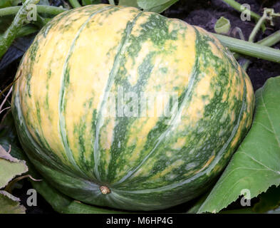 Kürbis wächst im Garten unter den grünen Blättern. Stockfoto