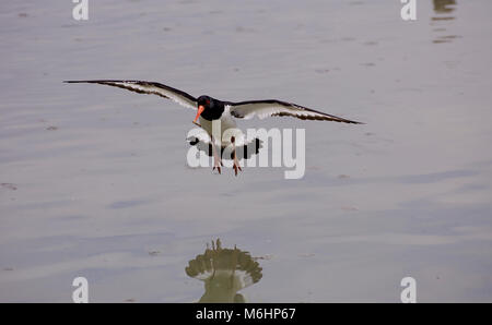 Austernfischer fliegen, kommen in über Wasser zu Land, Großbritannien Stockfoto