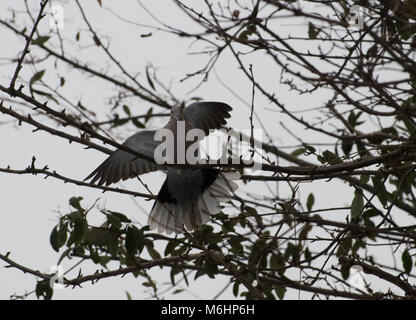 Collared dove Fliegen, An, Großbritannien Stockfoto