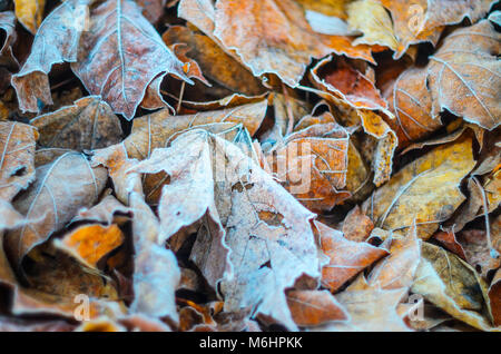 Morgen Frost auf trockenen Blatt Blätter. Wetter. Zusammenfassung Hintergrund Stockfoto