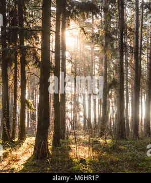 Sonnenstrahlen ihren Weg durch die Baumstämme am Morgen Wald. Spruce Tree Forest, Sonnenstrahlen durch Morgennebel Stockfoto