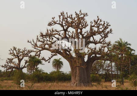 Afrikanische Affenbrotbäume im Norden afrikanische Savanne (Senegal, Region des Saloum River Delta) Stockfoto