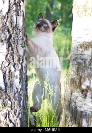 Mekong Bobtail - kurze behaarte Junge Katze, Kitten, seal point Farbe auf einer Birke. Stockfoto