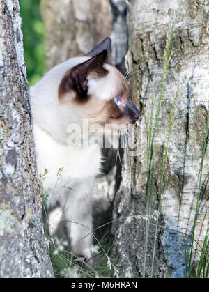 Mekong Bobtail - kurze behaarte Junge Katze, Kitten, seal point Farbe auf einer Birke. Stockfoto