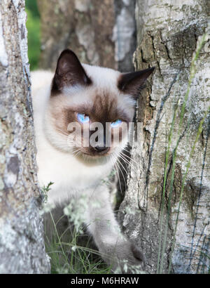 Mekong Bobtail - kurze behaarte Junge Katze, Kitten, seal point Farbe auf einer Birke. Stockfoto