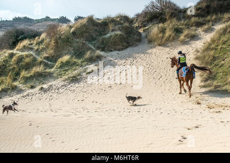 Hunde von der Leine läuft mit einem Pferd Reiter in den Sanddünen bei Crantock in Newquay Cornwall. Stockfoto