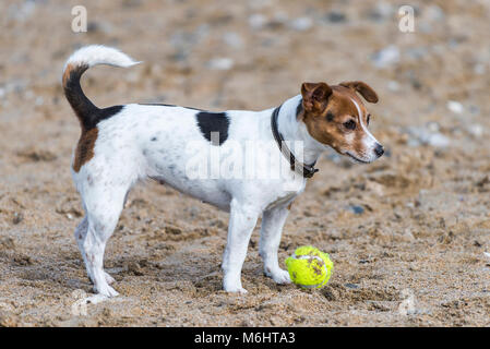 Ein Jack Russell Terrier warten geduldig auf ihre Kugel auf den Fistral Beach in Newquay Cornwall geworfen zu werden. Stockfoto