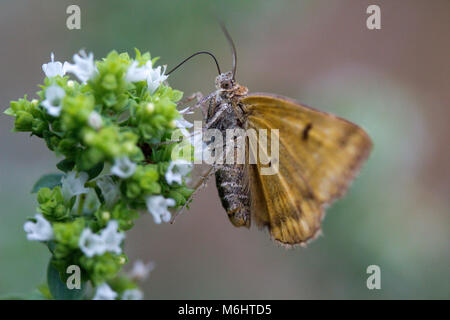 Closeup Bild eines Burnett Begleiter (Euclidia glyphica) Motte Stockfoto