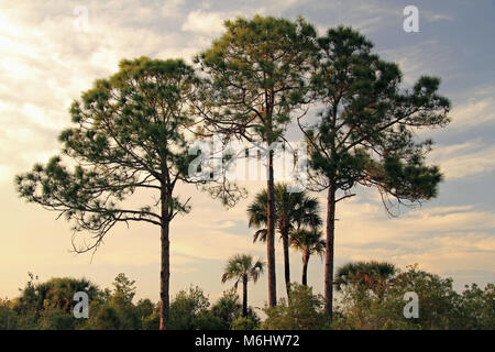 Malerische subtropischen Landschaft in Big Cypress National Preserve in den Florida Everglades Stockfoto