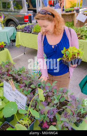 Frau shopping für Vorspeise Salat Pflanzen am Bauernmarkt, Vancouver, Britisch-Kolumbien, Kanada Stockfoto