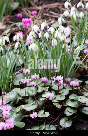 Galanthus nivalis und Cyclamen Coum im Garten. Schneeglöckchen und Cyclamen Blumen im Winter. Stockfoto