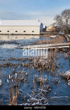 Flut über die salzwiesen am Ufer des Fraser River bei Steveston, Kanada Stockfoto