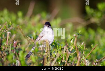 Sommer Besucher männliche Mönchsgrasmücke Warbler (Sylvia atricapilla), kleine graue Song Bird, thront auf einer Hecke. Bowling Green Marsh, Bath, Exeter, Devon, Großbritannien Stockfoto