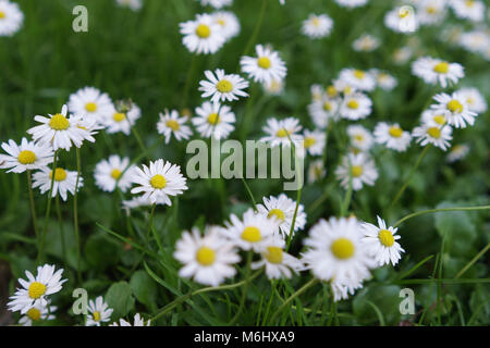 Gänseblümchen im Rasen Stockfoto
