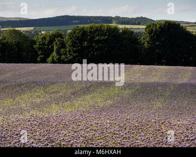 Schottland - eine Ernte von umweltfreundlichen Biene speichern Blüte Biomasse, Phacelia tanacetifolia, in der Nähe von Maxton in Roxburghshire Stockfoto