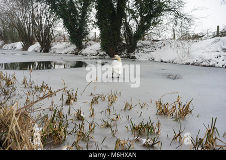 Der Basingstoke Canal an Odiham in Hampshire an einem verschneiten Tag im Winter Stockfoto