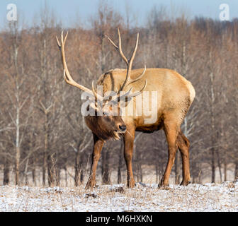 Stier Elch, Wapiti (Cervus canadensis) Beweidung am Waldrand im Winter, Neal Smith National Wildlife Refuge, Iowa, USA. Stockfoto