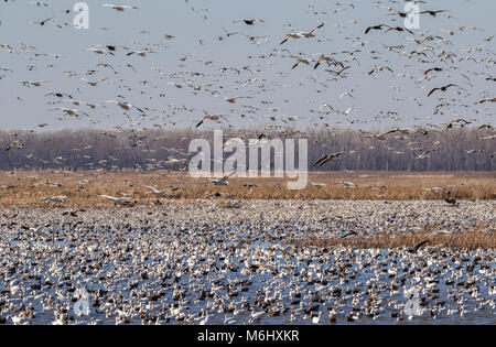 Frühling Migration von Schnee Gänse (Chen Caerulescens), Löss Bluffs National Wildlife Refuge, Missouri, USA Stockfoto