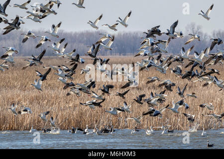 Frühling Migration von Schnee Gänse (Chen Caerulescens), Löss Bluffs National Wildlife Refuge, Missouri, USA Stockfoto