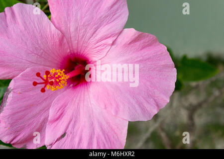 Nahaufnahme einer rosa Hibiskus Blume mit einem tiefen fuschia Kehle. Stockfoto