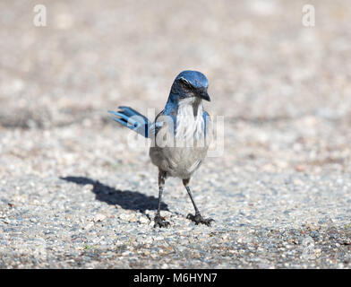 Kalifornien Scrub-Jay (Aphelocoma californica) Erwachsenen auf dem Boden gehockt. Stockfoto