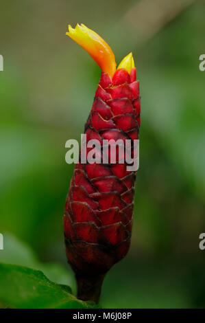 Costus sp., als Whorled Ingwer oder rote Zuckerrohr bekannt. Stockfoto