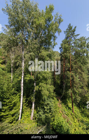 Dichte Wälder im Altai Berge im Sommer Stockfoto