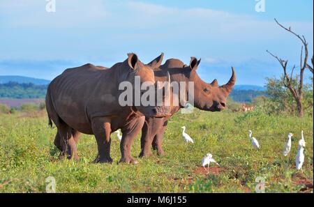 Krüger Nationalpark, Südafrika. Ein Wild- und Vogelparadies. Southern White Rhino Weiden. Stockfoto